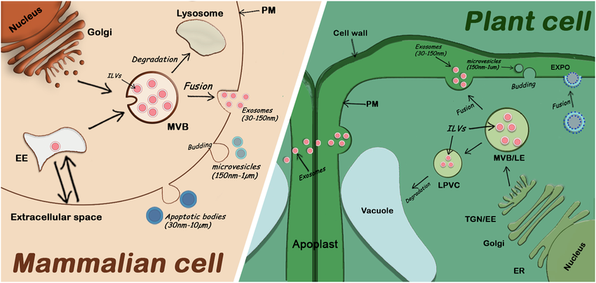Plant-Derived vs. Animal-Derived vs. Synthetic Exosomes: A Comparative Analysis