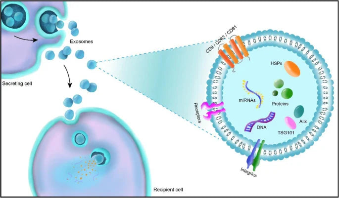 The Science of Exosome Penetration: Why Size Matters in Skincare Delivery